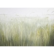 травы / herbs 251007