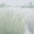 колоски / spikelets