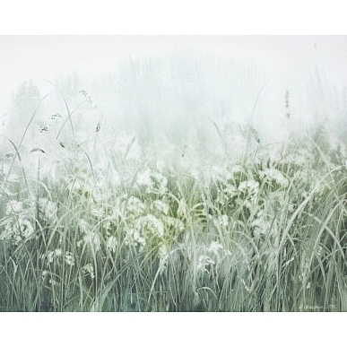 белые зонтики / white umbrella flowers
