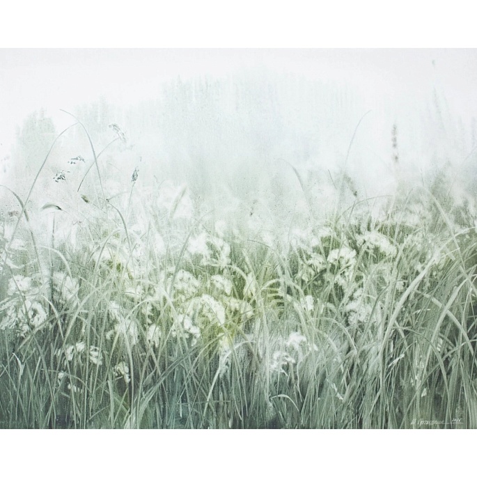 белые зонтики / white umbrella flowers