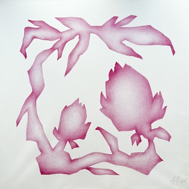 Астрагал ольхонский