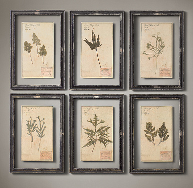 Комплект из 6 гербариев в чёрных рамах