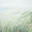 зелёный ветер / green wind